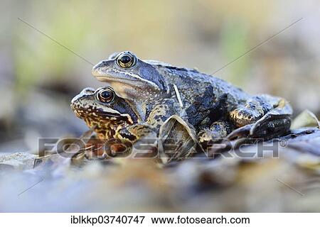 "Common Frogs or European Common Brown Frogs (Rana temporaria) mating, Saxony, Germany, Europe" View Large Photo Image Stock Photo - "Common Frogs or European Common Brown Frogs (Rana temporaria) mating, Saxony, Germany, Europe". Fotosearch