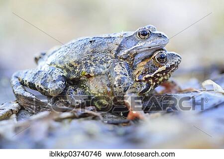 Stock Photograph - "Common Frogs or European Common Brown Frogs (Rana temporaria) mating, Saxony, Germany, Europe". Fotosearch