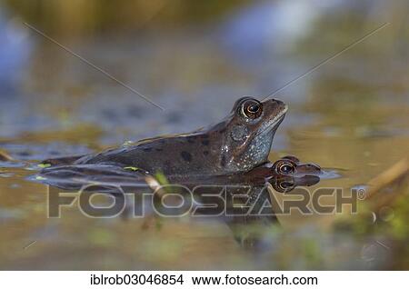 "Common Frogs (Rana temporaria) in amplexus, Feldberg Lake District, Mecklenburg-Western Pomerania, Germany, Europe" View Large Photo Image Picture - "Common Frogs (Rana temporaria) in amplexus, Feldberg Lake District, Mecklenburg-Western Pomerania, Germany, Europe". Fotosearch