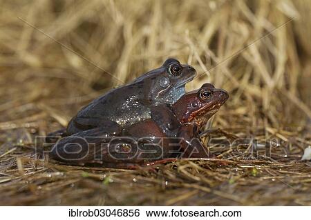 "Common Frogs (Rana temporaria) in amplexus, Feldberg Lake District, Mecklenburg-Western Pomerania, Germany, Europe" View Large Photo Image Stock Photograph - "Common Frogs (Rana temporaria) in amplexus, Feldberg Lake District, Mecklenburg-Western Pomerania, Germany, Europe". Fotosearch