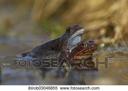 "Common Frogs (Rana temporaria) in amplexus, Feldberg Lake District, Mecklenburg-Western Pomerania, Germany, Europe" View Large Photo Image Stock Photography - "Common Frogs (Rana temporaria) in amplexus, Feldberg Lake District, Mecklenburg-Western Pomerania, Germany, Europe". Fotosearch