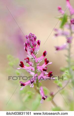 "Common Fumitory (Fumaria officinalis), Provence, Southern France, France, Europe" View Large Photo Image Stock Image - "Common Fumitory (Fumaria officinalis), Provence, Southern France, France, Europe". Fotosearch