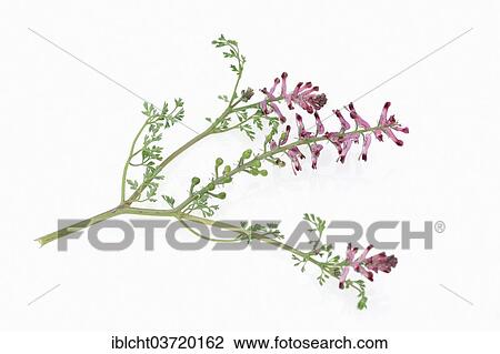 "Common Fumitory or Earth Smoke (fumaria officinalis), flowers" View Large Photo Image Stock Image - "Common Fumitory or Earth Smoke (fumaria officinalis), flowers". Fotosearch