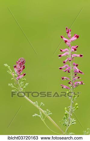 "Common Fumitory or Earth Smoke (Fumaria officinalis), North Rhine-Westphalia, Germany, Europe" View Large Photo Image Stock Image - "Common Fumitory or Earth Smoke (Fumaria officinalis), North Rhine-Westphalia, Germany, Europe". Fotosearch