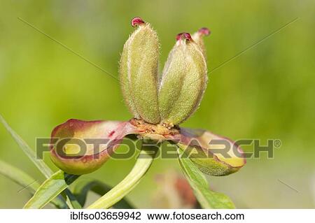"Common Garden Peony (Paeonia officinalis), follicle, Saxony, Germany, Europe" View Large Photo Image Stock Image - "Common Garden Peony (Paeonia officinalis), follicle, Saxony, Germany, Europe". Fotosearch