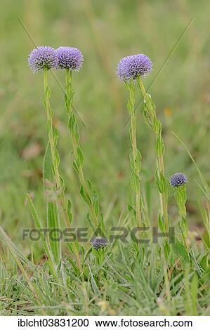 "Common Globe flower (Globularia punctata), Provence, Southern France, France, Europe" View Large Photo Image Stock Image - "Common Globe flower (Globularia punctata), Provence, Southern France, France, Europe". Fotosearch