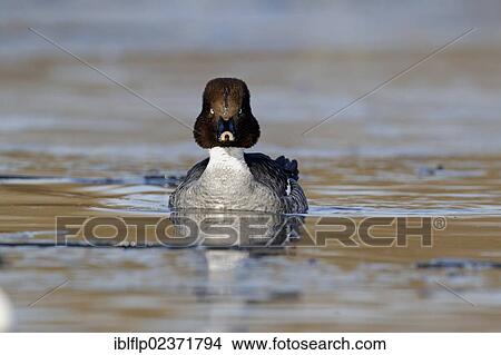 "Common Goldeneye (Bucephala clangula), adult female, swimming in open water on partially frozen lake, Gloucestershire, England, United Kingdom, Europe" View Large Photo Image Picture - "Common Goldeneye (Bucephala clangula), adult female, swimming in open water on partially frozen lake, Gloucestershire, England, United Kingdom, Europe". Fotosearch