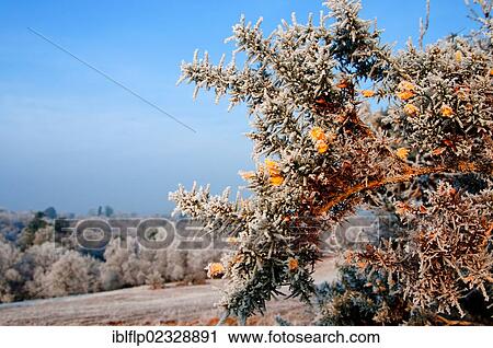 "Common Gorse (Ulex europaeus), flowering, covered with hoar frost, Ashdown Forest, East Sussex, England, United Kingdom, Europe" View Large Photo Image Stock Image - "Common Gorse (Ulex europaeus), flowering, covered with hoar frost, Ashdown Forest, East Sussex, England, United Kingdom, Europe". Fotosearch