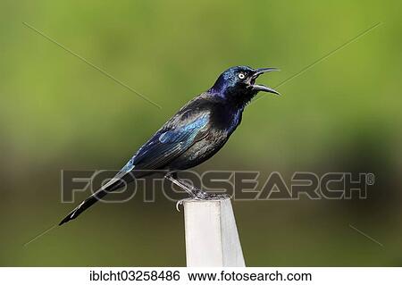Stock Photograph - "Common Grackle (Quiscalus quiscula), male singing, Everglades National Park, Florida, United States, North America". Fotosearch