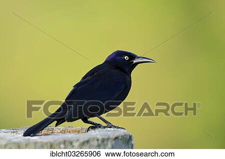 "Common Grackle (Quiscalus quiscula), male, Everglades National Park, Florida, United States, North America" View Large Photo Image Stock Photograph - "Common Grackle (Quiscalus quiscula), male, Everglades National Park, Florida, United States, North America". Fotosearch
