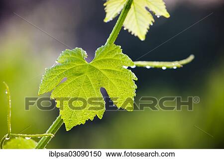 "Common Grape Vine (Vitis vinifera), twine and leaf, Alpes-de-Haute-Provence, France, Europe" View Large Photo Image Stock Image - "Common Grape Vine (Vitis vinifera), twine and leaf, Alpes-de-Haute-Provence, France, Europe". Fotosearch