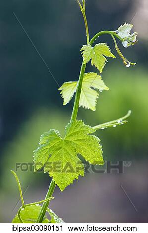 "Common Grape Vine (Vitis vinifera), twine and leaves, Alpes-de-Haute-Provence, France, Europe" View Large Photo Image Stock Image - "Common Grape Vine (Vitis vinifera), twine and leaves, Alpes-de-Haute-Provence, France, Europe". Fotosearch