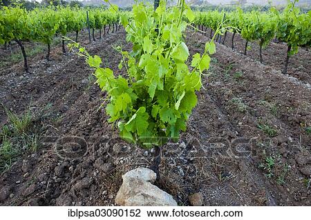 "Common Grape Vine (Vitis vinifera), vines, Alpes-de-Haute-Provence, France, Europe" View Large Photo Image Stock Image - "Common Grape Vine (Vitis vinifera), vines, Alpes-de-Haute-Provence, France, Europe". Fotosearch
