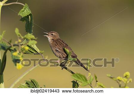 Common Grasshopper Warbler (Locustella naevia) singing, Norfolk, England, United Kingdom, Europe View Large Photo Image Stock Image - Common Grasshopper Warbler (Locustella naevia) singing, Norfolk, England, United Kingdom, Europe. Fotosearch