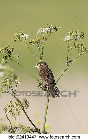 Common Grasshopper Warbler (Locustella naevia) singing, Norfolk, England, United Kingdom, Europe View Large Photo Image Stock Photo - Common Grasshopper Warbler (Locustella naevia) singing, Norfolk, England, United Kingdom, Europe. Fotosearch