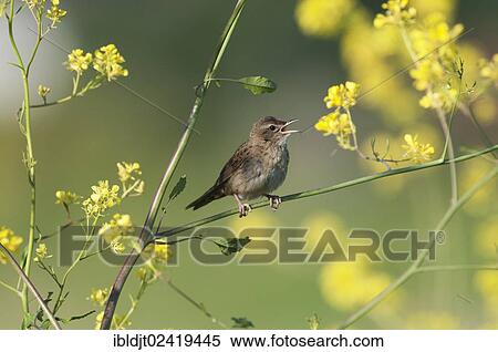 Common Grasshopper Warbler (Locustella naevia) singing, Norfolk, England, United Kingdom, Europe View Large Photo Image Stock Photography - Common Grasshopper Warbler (Locustella naevia) singing, Norfolk, England, United Kingdom, Europe. Fotosearch