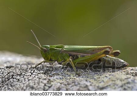 "Common Green Grasshopper (Omocestus viridulus), Alto Adige, Italy, Europe" View Large Photo Image Stock Photo - "Common Green Grasshopper (Omocestus viridulus), Alto Adige, Italy, Europe". Fotosearch