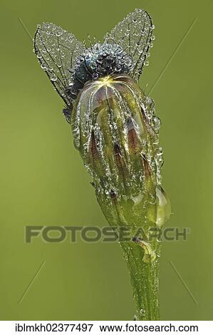 "Common greenbottle (Lucilia caesar), Bad Hersfeld, Hesse, Germany, Europe" View Large Photo Image Stock Photo - "Common greenbottle (Lucilia caesar), Bad Hersfeld, Hesse, Germany, Europe". Fotosearch