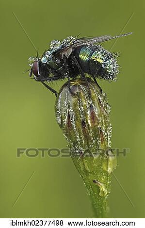 "Common greenbottle (Lucilia caesar), Bad Hersfeld, Hesse, Germany, Europe" View Large Photo Image Stock Photo - "Common greenbottle (Lucilia caesar), Bad Hersfeld, Hesse, Germany, Europe". Fotosearch