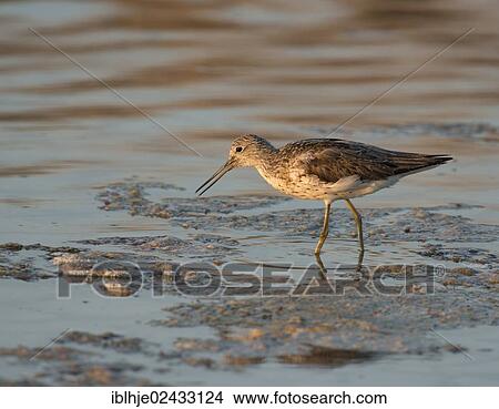 "Common Greenshank (Tringa nebularia), Lesvos, Greece, Europe" View Large Photo Image Picture - "Common Greenshank (Tringa nebularia), Lesvos, Greece, Europe". Fotosearch