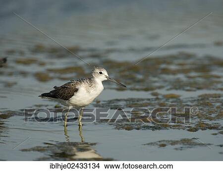 Picture - "Common Greenshank (Tringa nebularia), Lesvos, Greece, Europe". Fotosearch