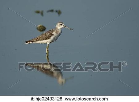 "Common Greenshank (Tringa nebularia), Lesvos, Greece, Europe" View Large Photo Image Stock Photo - "Common Greenshank (Tringa nebularia), Lesvos, Greece, Europe". Fotosearch