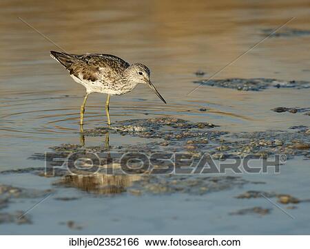 "Common Greenshank (Tringa nebularia), Lesbos, Greece, Europe" View Large Photo Image Stock Photograph - "Common Greenshank (Tringa nebularia), Lesbos, Greece, Europe". Fotosearch
