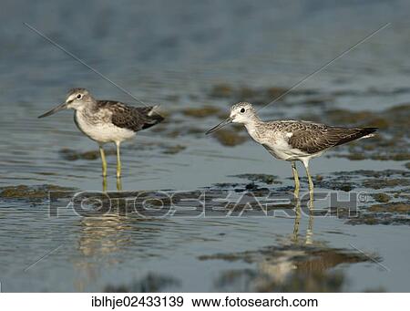 Stock Photo - "Common Greenshanks (Tringa nebularia), Lesvos, Greece, Europe". Fotosearch