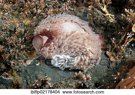 "Common Grey Seaslug (Aeolidia papillosa), adult, laying eggs, amongst corallina algae, Kimmeridge Bay, Dorset, England, United Kingdom, Europe" View Large Photo Image Picture - "Common Grey Seaslug (Aeolidia papillosa), adult, laying eggs, amongst corallina algae, Kimmeridge Bay, Dorset, England, United Kingdom, Europe". Fotosearch