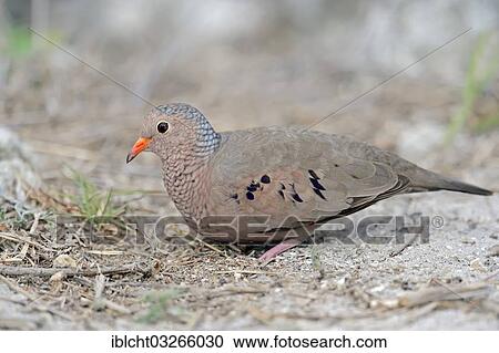 Stock Image - "Common Ground Dove (Columbina passerina), male, Sanibel Island, Florida, United States, North America". Fotosearch