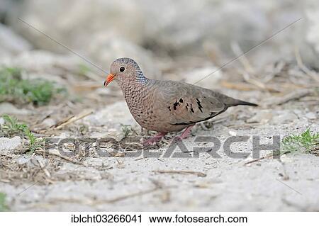 "Common Ground Dove (Columbina passerina), male, Sanibel Island, Florida, United States, North America" View Large Photo Image Stock Image - "Common Ground Dove (Columbina passerina), male, Sanibel Island, Florida, United States, North America". Fotosearch