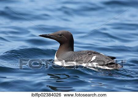 "Common Guillemot (Uria aalge), adult, breeding plumage, swimming on open sea, Commander Islands, Bering Sea, Kamchatka Krai, Rus, Russia, Europe" View Large Photo Image Stock Photograph - "Common Guillemot (Uria aalge), adult, breeding plumage, swimming on open sea, Commander Islands, Bering Sea, Kamchatka Krai, Rus, Russia, Europe". Fotosearch