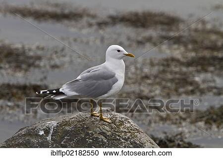 "Common Gull (Larus canus) on sea shore, Jura, Scotland, United Kingdom, Europe" View Large Photo Image Stock Image - "Common Gull (Larus canus) on sea shore, Jura, Scotland, United Kingdom, Europe". Fotosearch