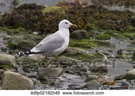Stock Photo - "Common Gull (Larus canus) on sea shore, Jura, Scotland, United Kingdom, Europe". Fotosearch