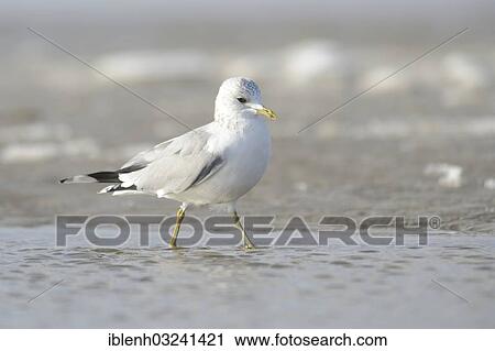 Stock Image - "Common Gull (Larus canus), St. Peter-Ording, North Frisia, Schleswig-Holstein, Germany, Europe". Fotosearch