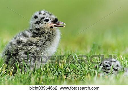 "Common Gull or Mew Gull (Larus canus), chick, Lofoten, Norway, Europe" View Large Photo Image Stock Image - "Common Gull or Mew Gull (Larus canus), chick, Lofoten, Norway, Europe". Fotosearch
