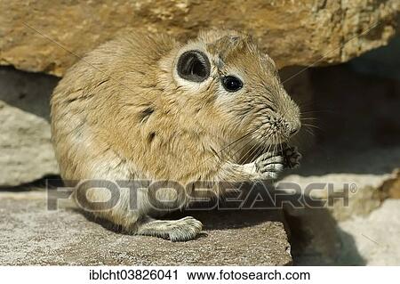 "Common Gundi (Ctenodactylus gundi), native to North Africa, captive, Germany, Europe" View Large Photo Image Stock Image - "Common Gundi (Ctenodactylus gundi), native to North Africa, captive, Germany, Europe". Fotosearch