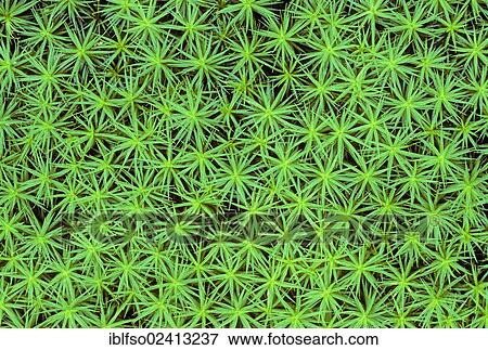 Common Haircap Moss or Great Goldilocks (Polytrichum commune), Lower Saxony, Germany, Europe View Large Photo Image Stock Photo - Common Haircap Moss or Great Goldilocks (Polytrichum commune), Lower Saxony, Germany, Europe. Fotosearch