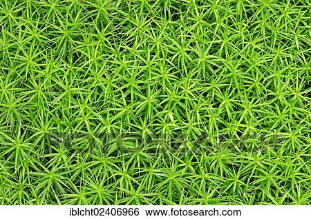 Stock Photograph - "Common Haircap Moss or Great Goldilocks (Polytrichum commune), Netherlands, Europe". Fotosearch