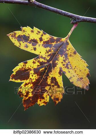 Stock Image - "Common Hawthorn (Crataegus monogyna), close-up of leaf in autumn colour, Leicestershire, England, United Kingdom, Europe". Fotosearch