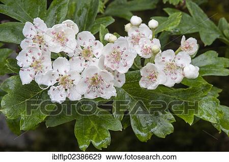 Stock Photo - "Common Hawthorn (Crataegus monogyna), close-up of flowers with raindrops, Malham Tarn Field Studies Council, Yorkshire Dales National Park, North Yorkshire, England, United Kingdom, Europe". Fotosearch