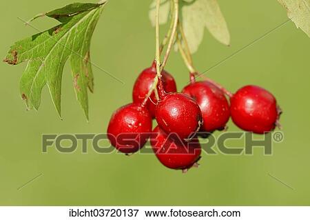 "Common Hawthorn or Single-seeded Hawthorn (Crataegus monogyna), fruits, North Rhine-Westphalia, Germany, Europe" View Large Photo Image Stock Photo - "Common Hawthorn or Single-seeded Hawthorn (Crataegus monogyna), fruits, North Rhine-Westphalia, Germany, Europe". Fotosearch