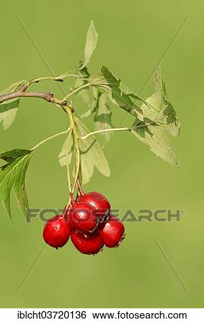 "Common Hawthorn or Single-seeded Hawthorn (Crataegus monogyna), branch with fruits and leaves, North Rhine-Westphalia, Germany, Europe" View Large Photo Image Stock Photograph - "Common Hawthorn or Single-seeded Hawthorn (Crataegus monogyna), branch with fruits and leaves, North Rhine-Westphalia, Germany, Europe". Fotosearch