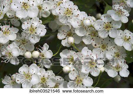"Common Hawthorn or Single-seeded Hawthorn (Crataegus monogyna), Perchtoldsdorfer Heide, Perchtoldsdorf, Lower Austria, Austria, Europe" View Large Photo Image Stock Photograph - "Common Hawthorn or Single-seeded Hawthorn (Crataegus monogyna), Perchtoldsdorfer Heide, Perchtoldsdorf, Lower Austria, Austria, Europe". Fotosearch