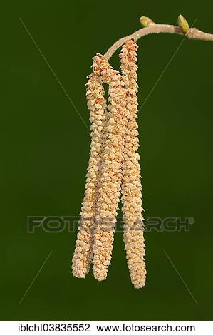 "Common Hazel (Corylus avellana), male flowers or catkins, North Rhine-Westphalia, Germany, Europe" View Large Photo Image Stock Image - "Common Hazel (Corylus avellana), male flowers or catkins, North Rhine-Westphalia, Germany, Europe". Fotosearch