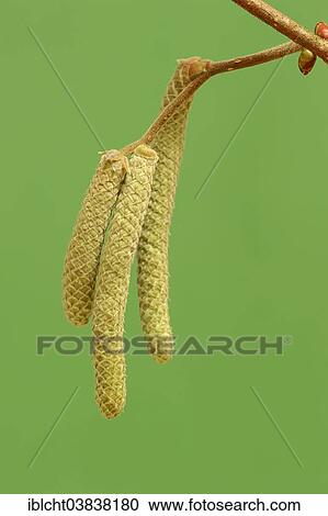 "Common Hazel (Corylus avellana), male flowers or catkins, North Rhine-Westphalia, Germany, Europe" View Large Photo Image Stock Image - "Common Hazel (Corylus avellana), male flowers or catkins, North Rhine-Westphalia, Germany, Europe". Fotosearch