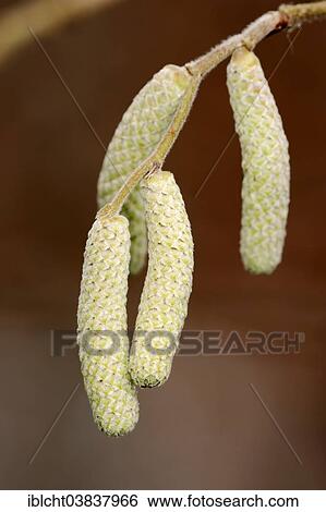"Common Hazel (Corylus avellana), male flowers or catkins, North Rhine-Westphalia, Germany, Europe" View Large Photo Image Stock Photograph - "Common Hazel (Corylus avellana), male flowers or catkins, North Rhine-Westphalia, Germany, Europe". Fotosearch