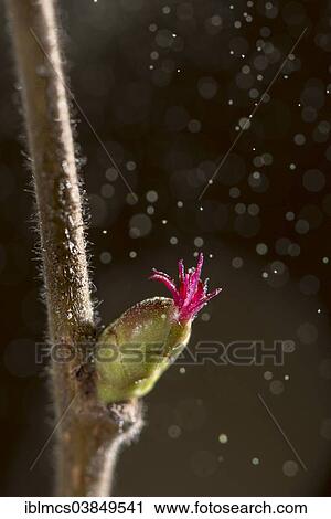 "Common Hazel (Corylus avellana), female flower, catkins with red styles, Hesse, North Hesse, Germany, Europe" View Large Photo Image Stock Image - "Common Hazel (Corylus avellana), female flower, catkins with red styles, Hesse, North Hesse, Germany, Europe". Fotosearch
