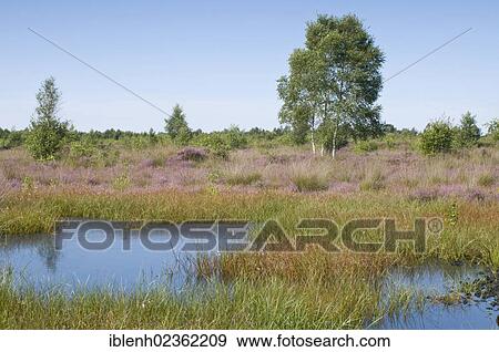 "Common Heather (Calluna vulgaris), Wesuweermoor, Emsland" View Large Photo Image Stock Photo - "Common Heather (Calluna vulgaris), Wesuweermoor, Emsland". Fotosearch