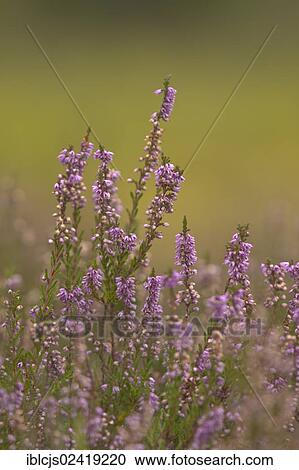 Common Heather or Ling (Calluna vulgaris), Wahner Heide Nature Reserve, North Rhine-Westphalia, Germany, Europe View Large Photo Image Stock Image - Common Heather or Ling (Calluna vulgaris), Wahner Heide Nature Reserve, North Rhine-Westphalia, Germany, Europe. Fotosearch